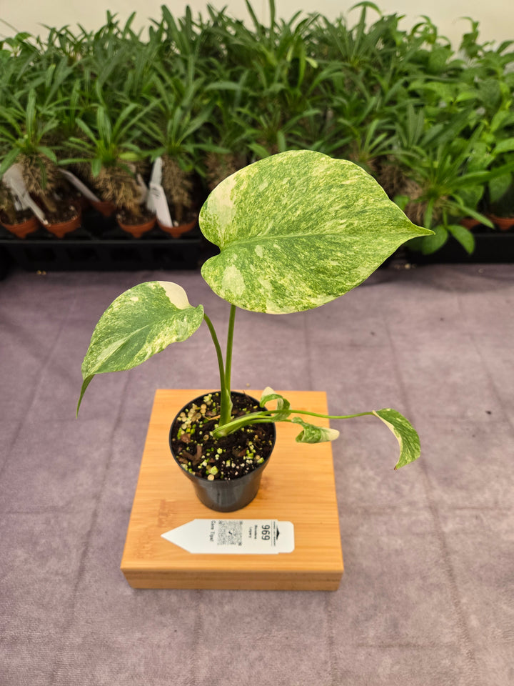 Monstera Legacy (3in)-969