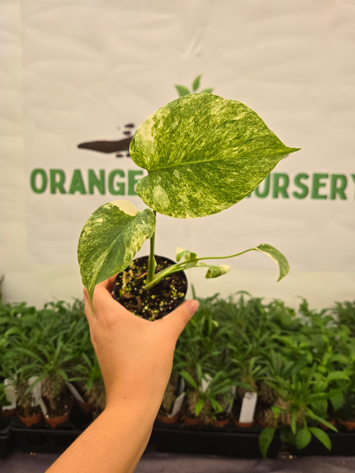 Monstera Legacy (3in)-969