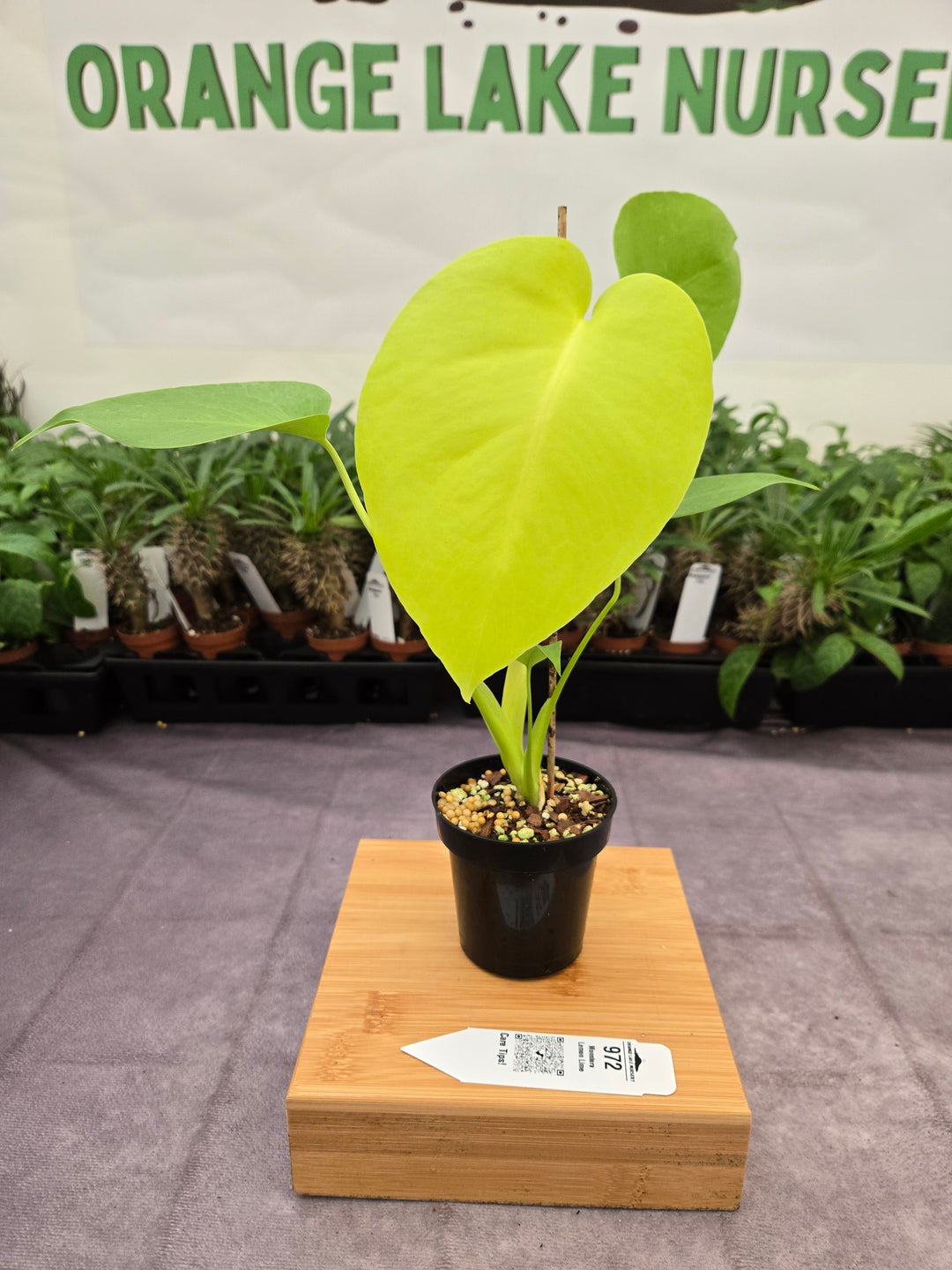 Monstera Deliciosa Lemon Lime (3in)-972