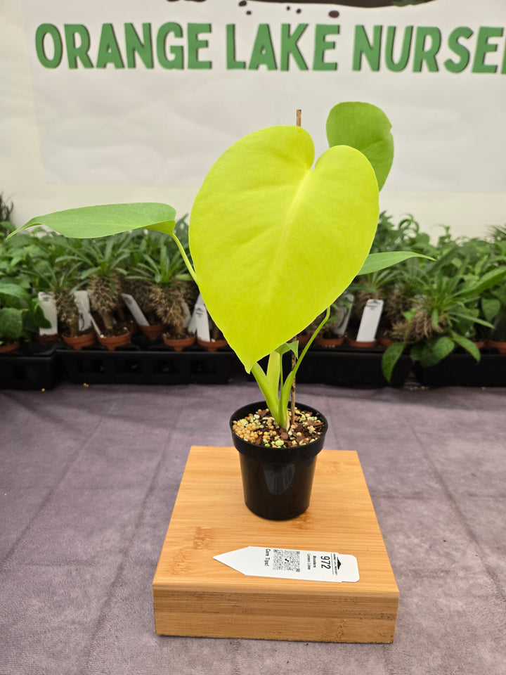 Monstera Deliciosa Lemon Lime (3in)-972