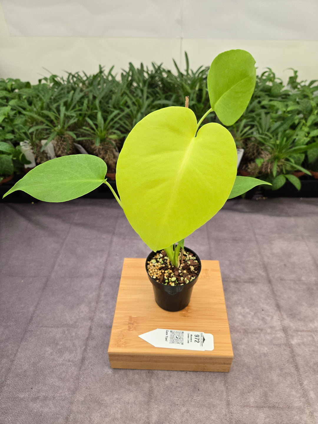 Monstera Deliciosa Lemon Lime (3in)-972