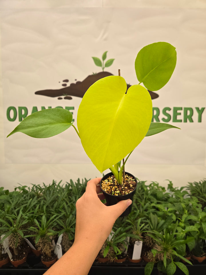 Monstera Deliciosa Lemon Lime (3in)-972