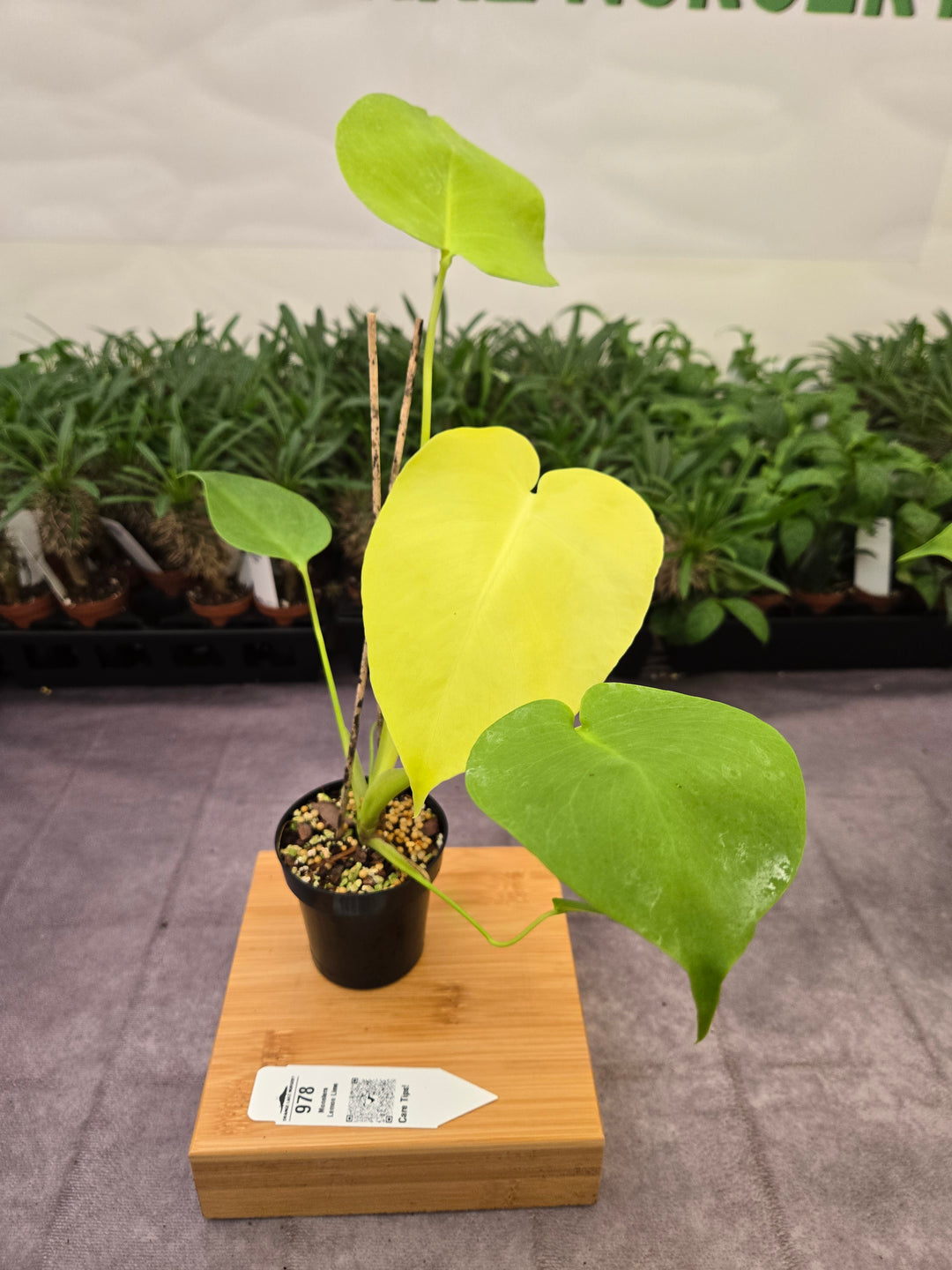 Monstera Deliciosa Lemon Lime (3in)-978