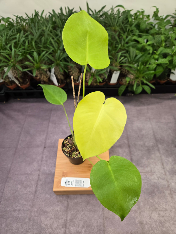 Monstera Deliciosa Lemon Lime (3in)-978