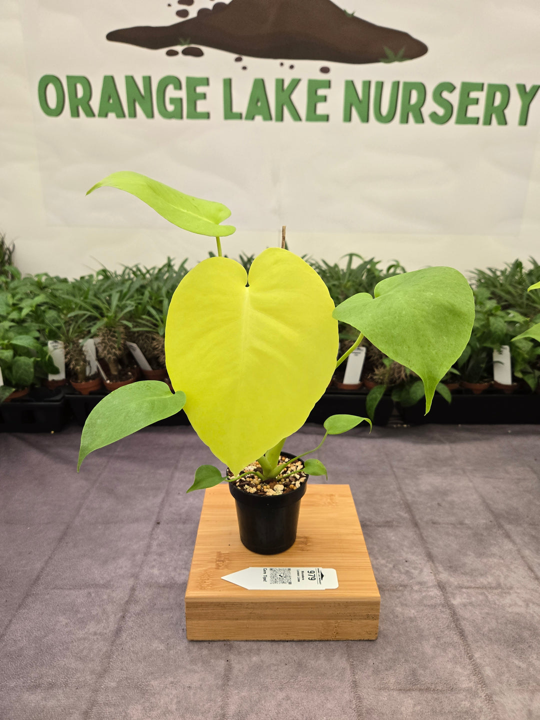 Monstera Deliciosa Lemon Lime (3in)-979