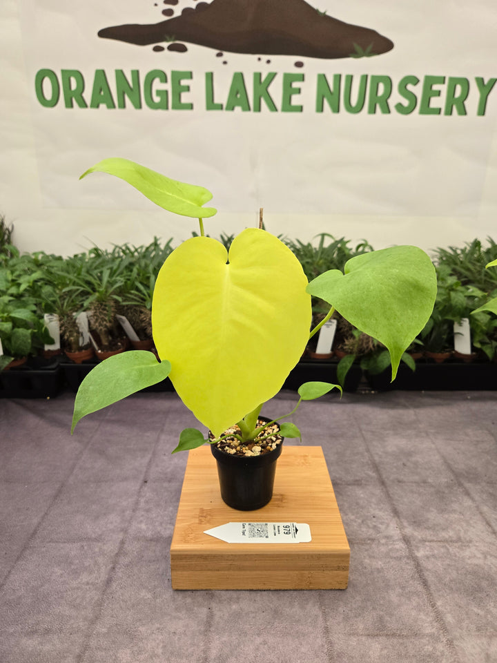 Monstera Deliciosa Lemon Lime (3in)-979