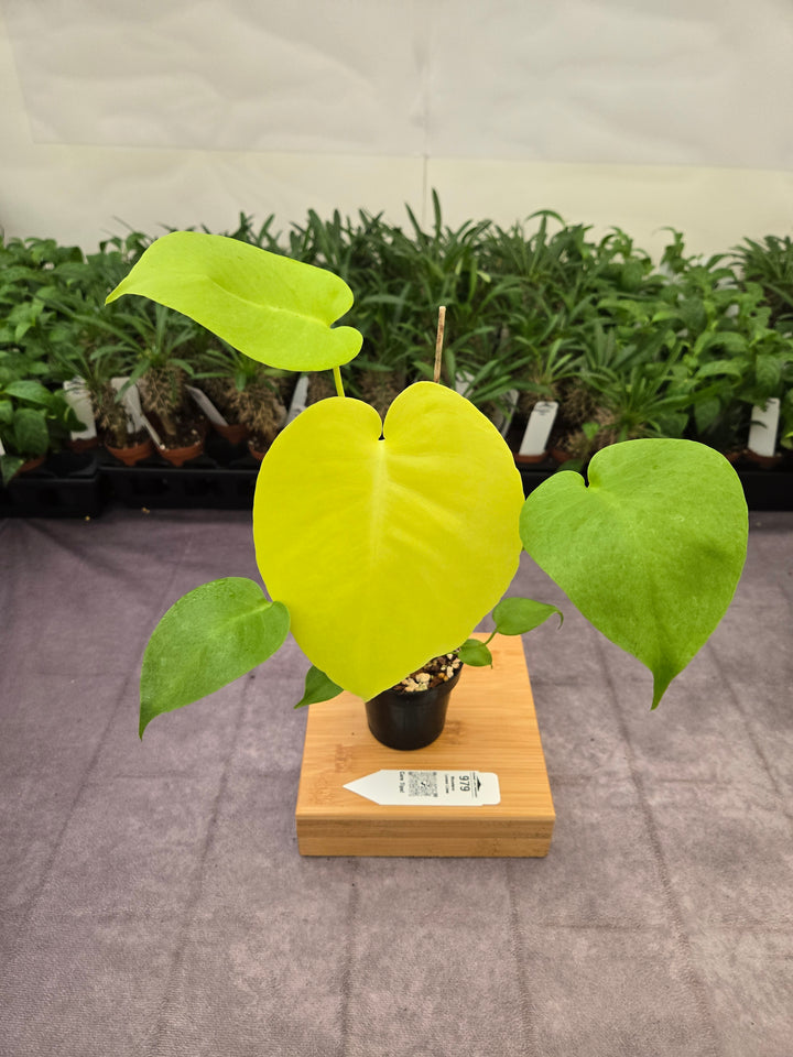 Monstera Deliciosa Lemon Lime (3in)-979