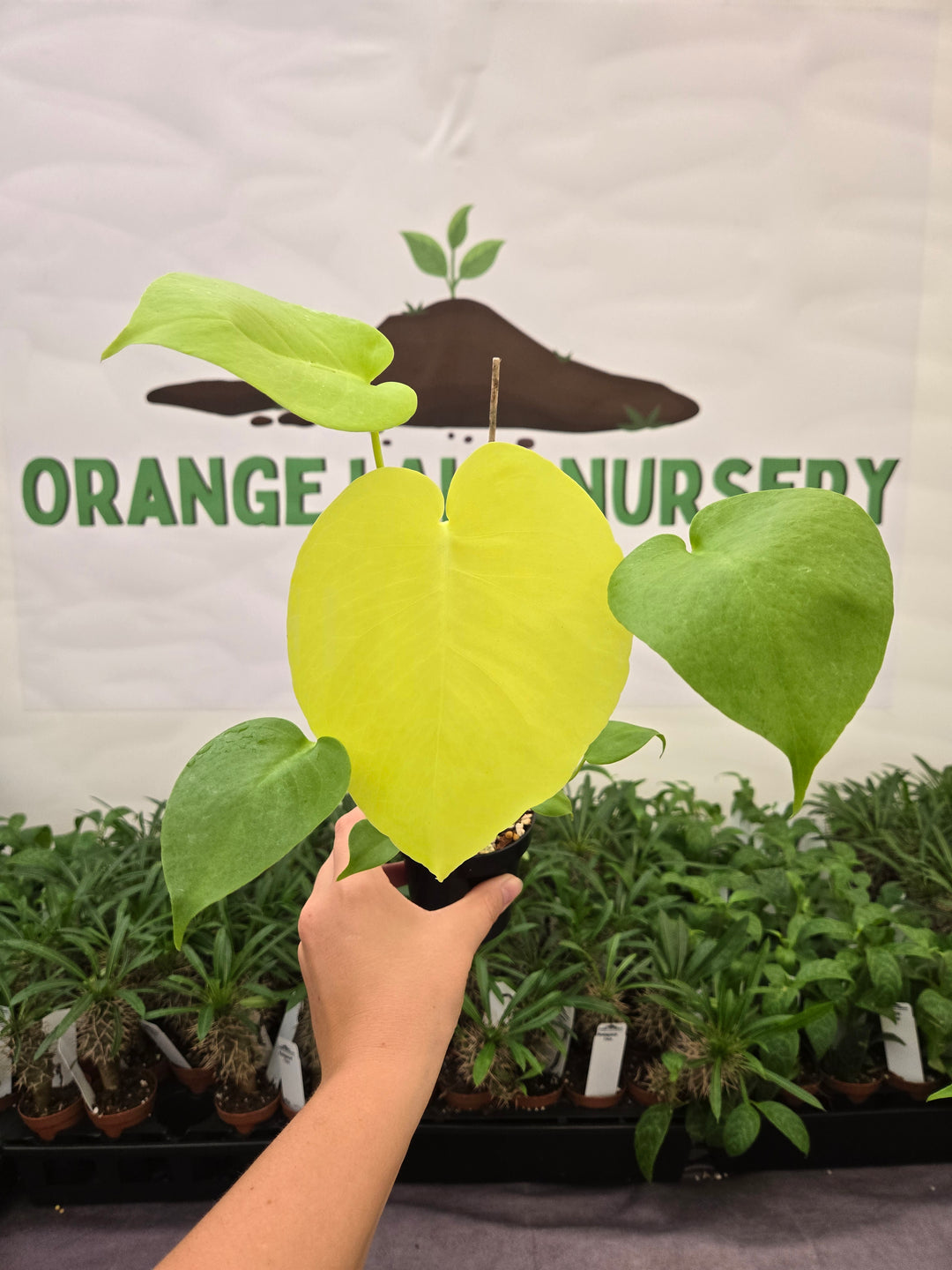Monstera Deliciosa Lemon Lime (3in)-979