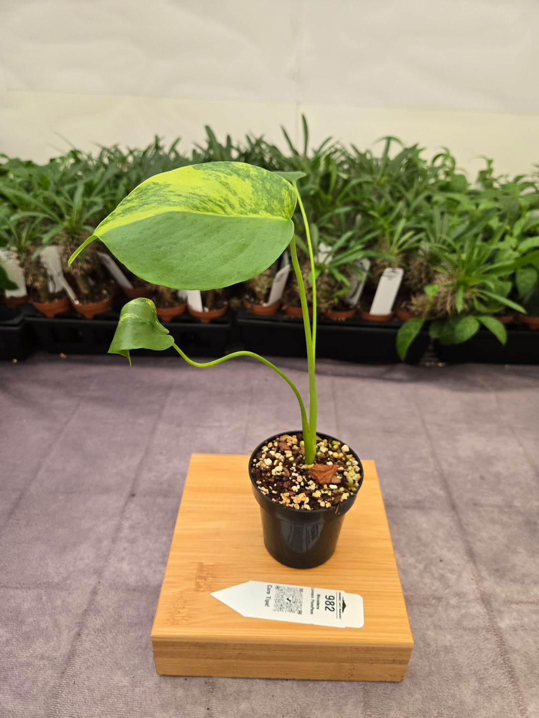 Monstera Lemon PomPom (3in)-982