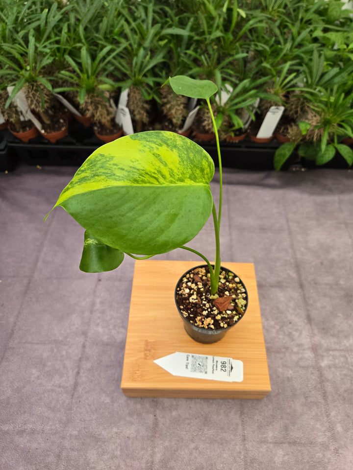 Monstera Lemon PomPom (3in)-982