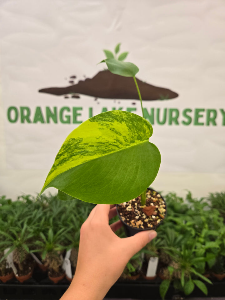 Monstera Lemon PomPom (3in)-982