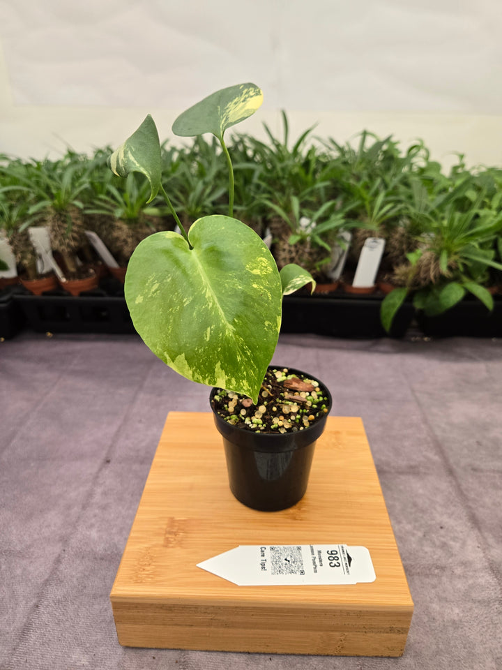 Monstera Lemon PomPom (3in)-983