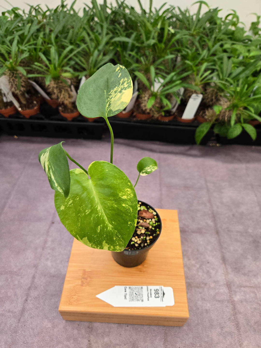 Monstera Lemon PomPom (3in)-983