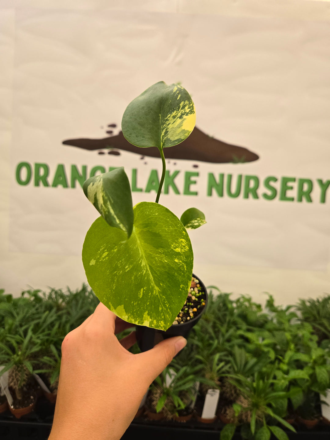 Monstera Lemon PomPom (3in)-983