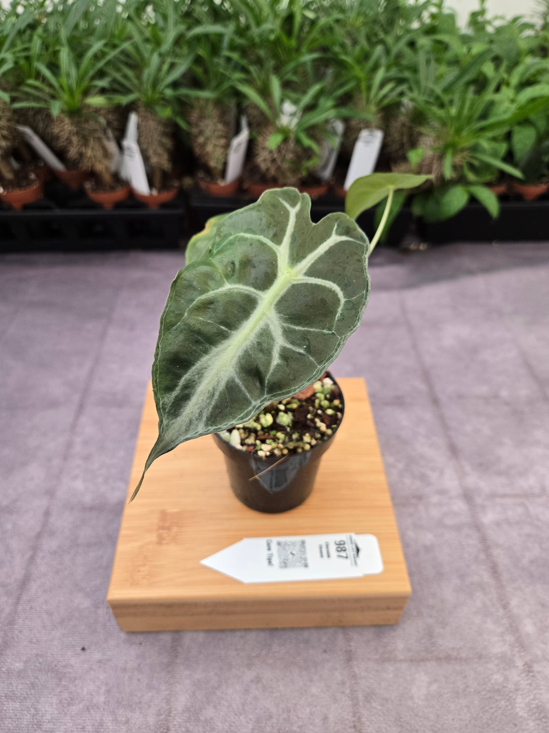 Alocasia Venom (3in)-987