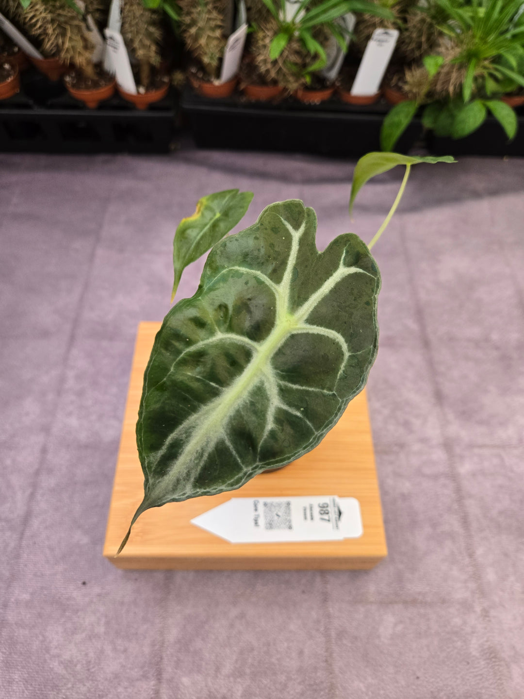 Alocasia Venom (3in)-987