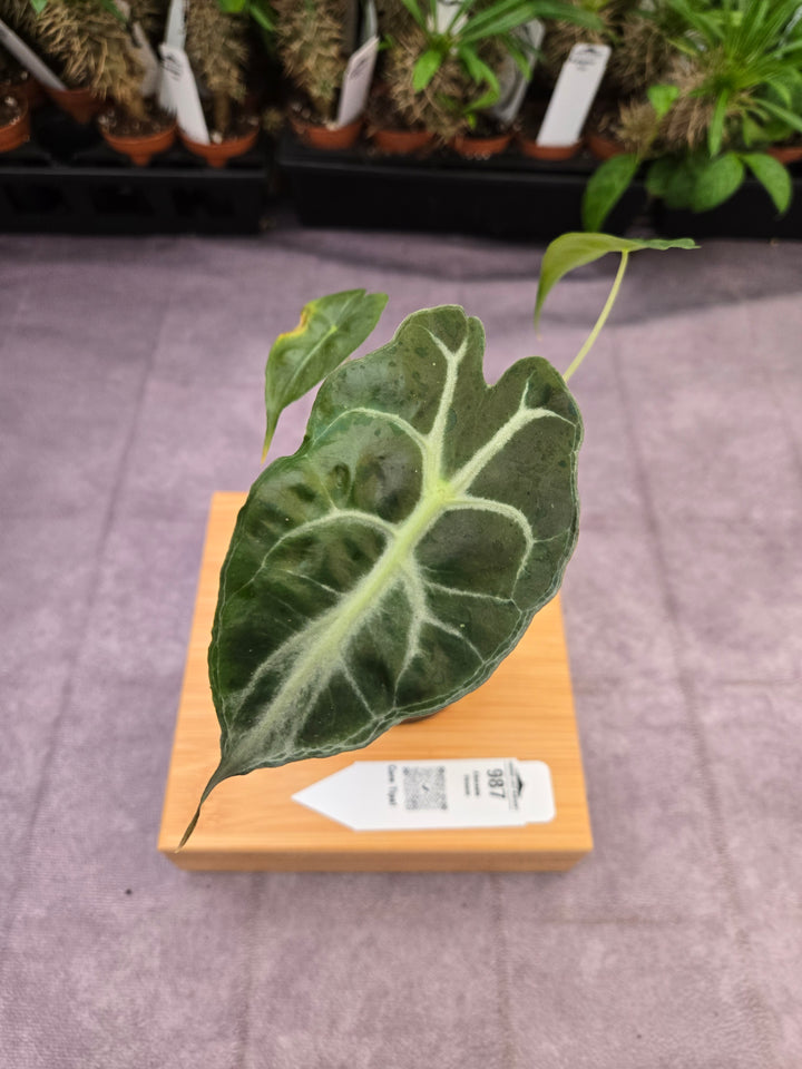 Alocasia Venom (3in)-987