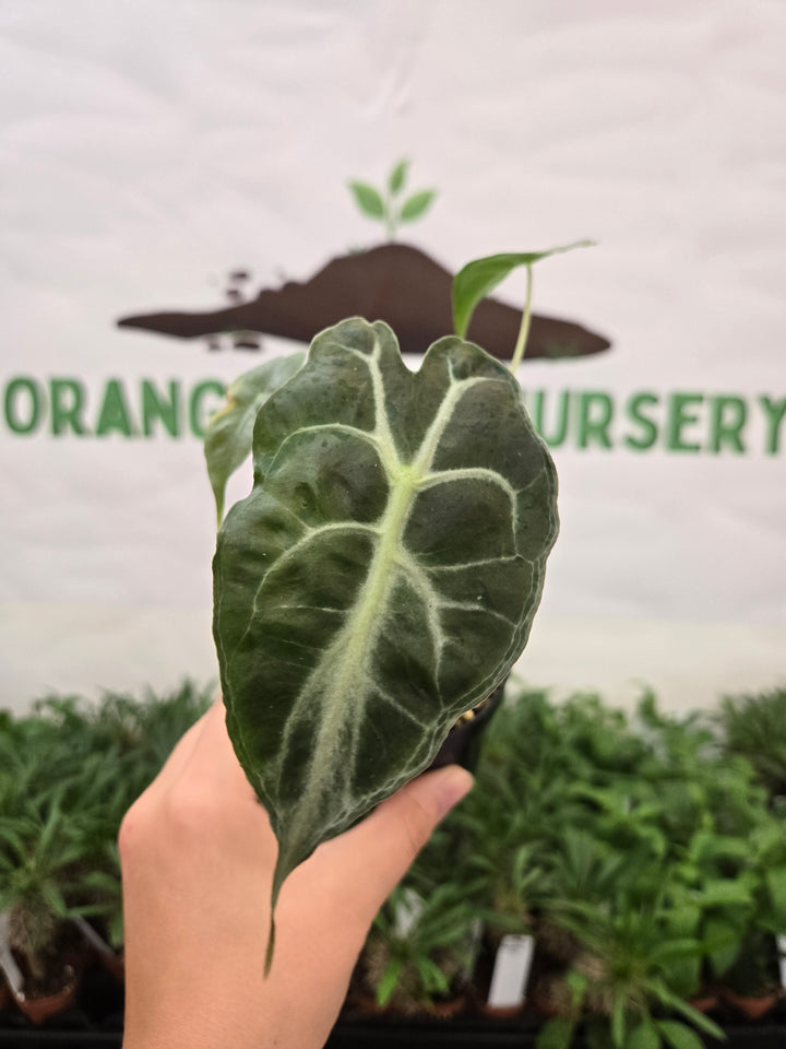 Alocasia Venom (3in)-987