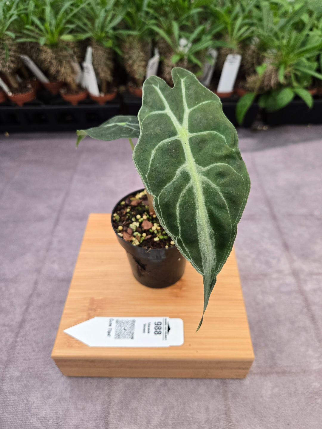 Alocasia Venom (3in)-988