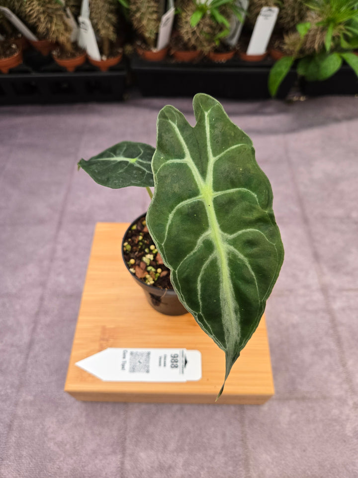 Alocasia Venom (3in)-988