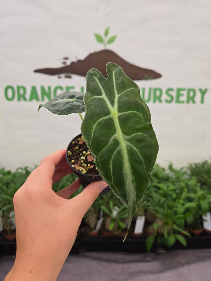 Alocasia Venom (3in)-988