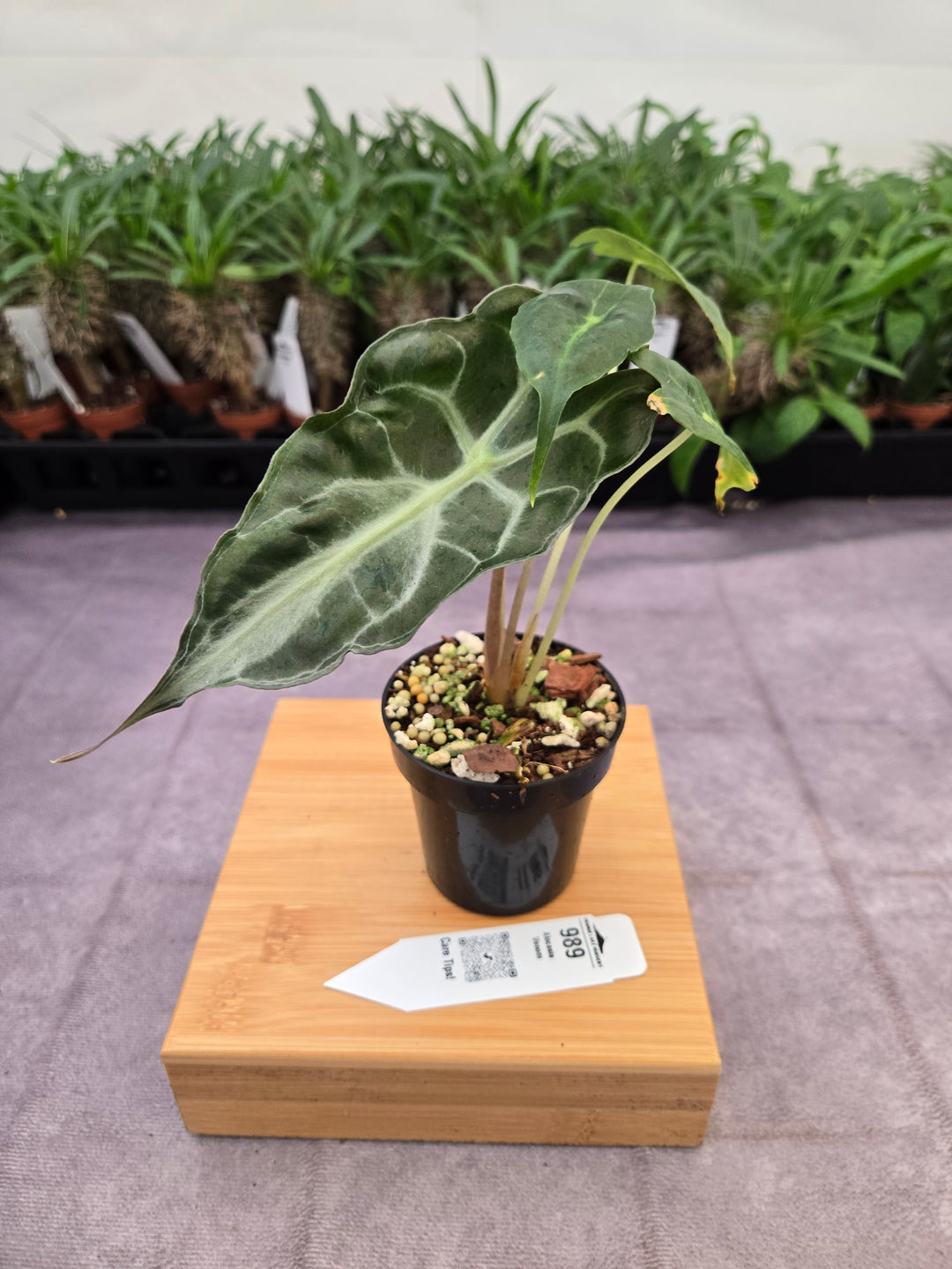 Alocasia Venom (3in)-989