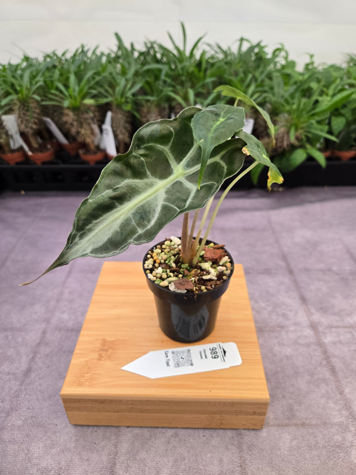 Alocasia Venom (3in)-989