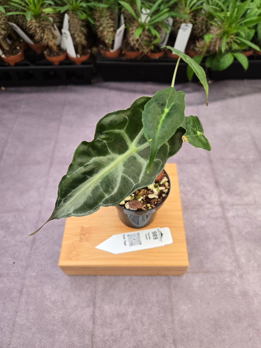 Alocasia Venom (3in)-989