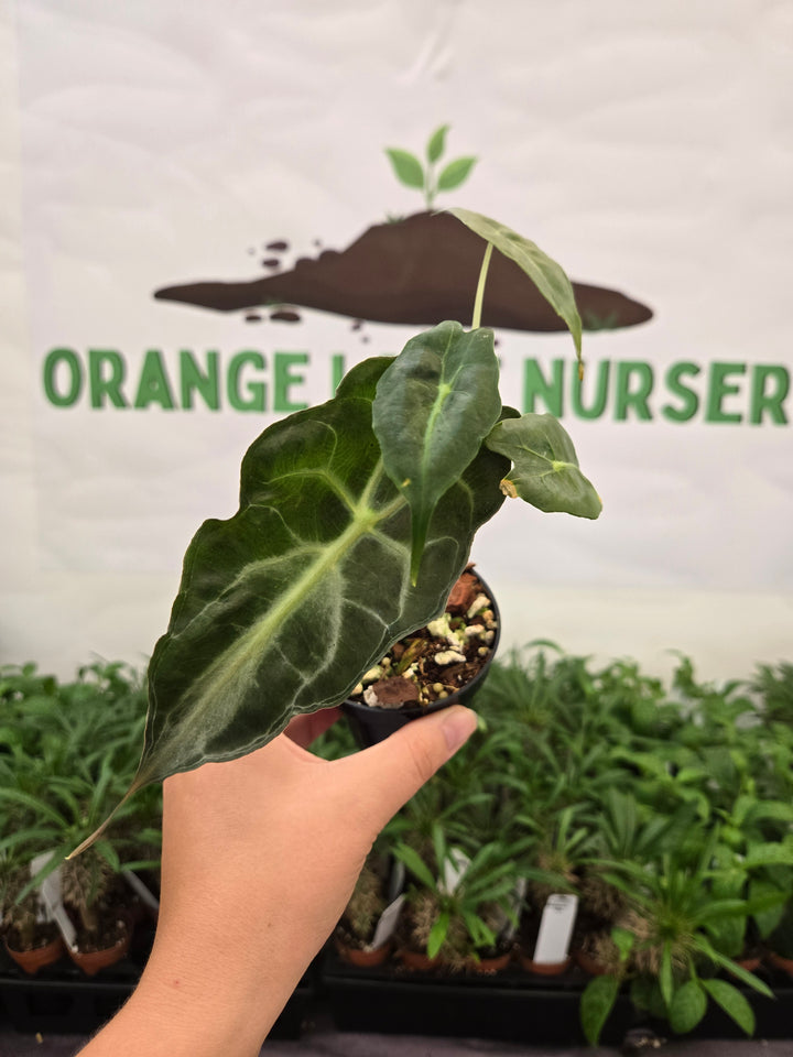 Alocasia Venom (3in)-989