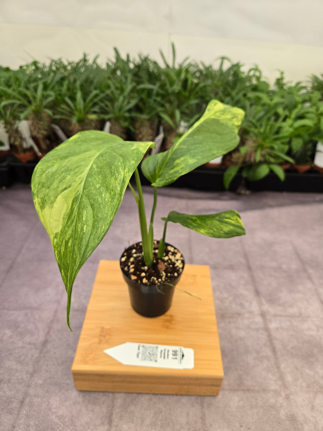Monstera Variegated Mayuna  (3in)- 991