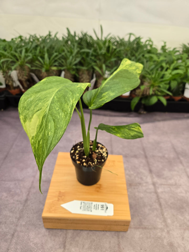 Monstera Variegated Mayuna  (3in)- 991