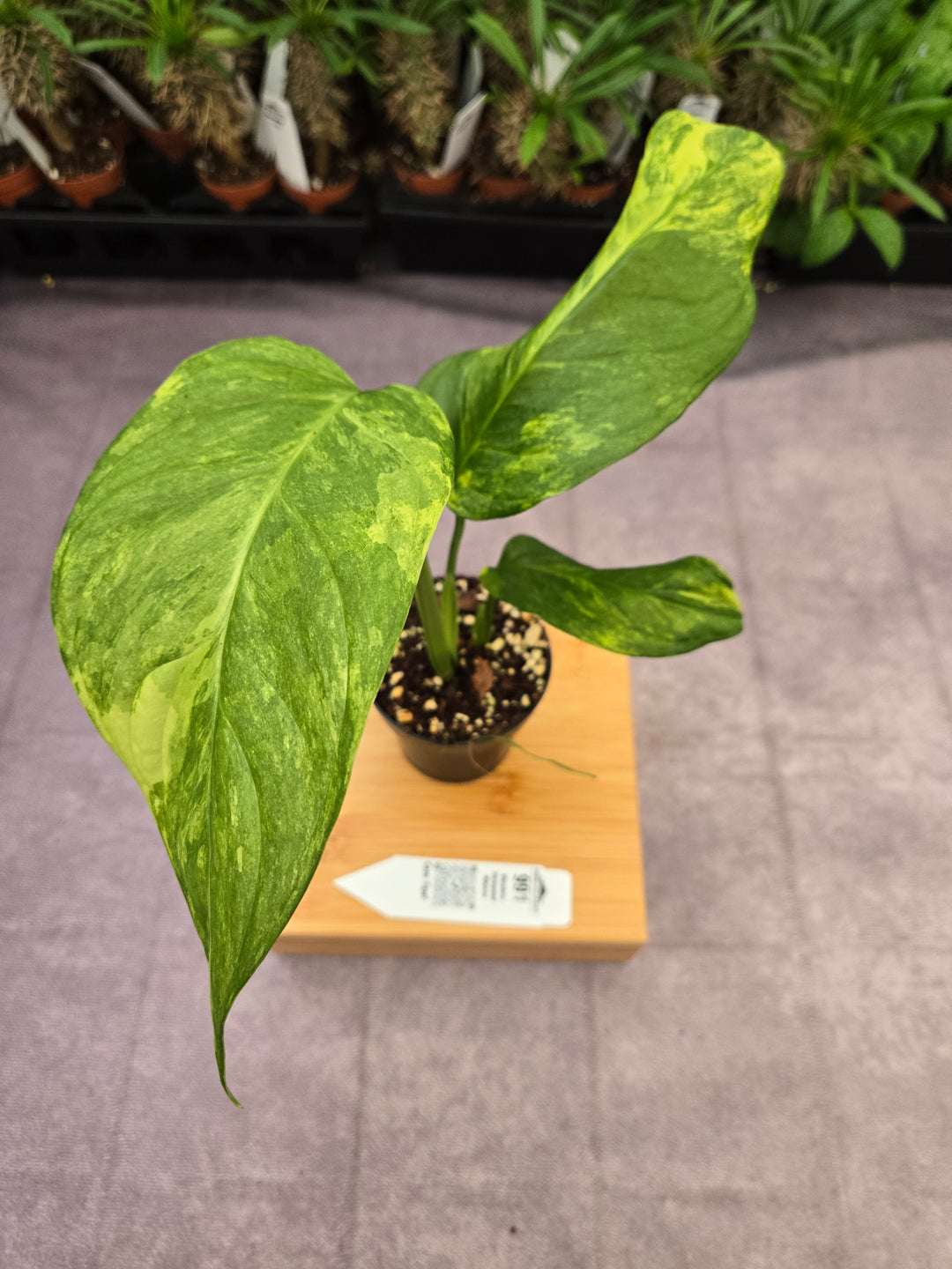 Monstera Variegated Mayuna  (3in)- 991