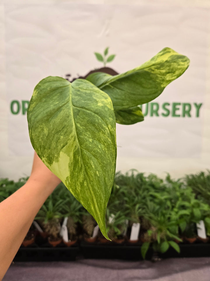 Monstera Variegated Mayuna  (3in)- 991