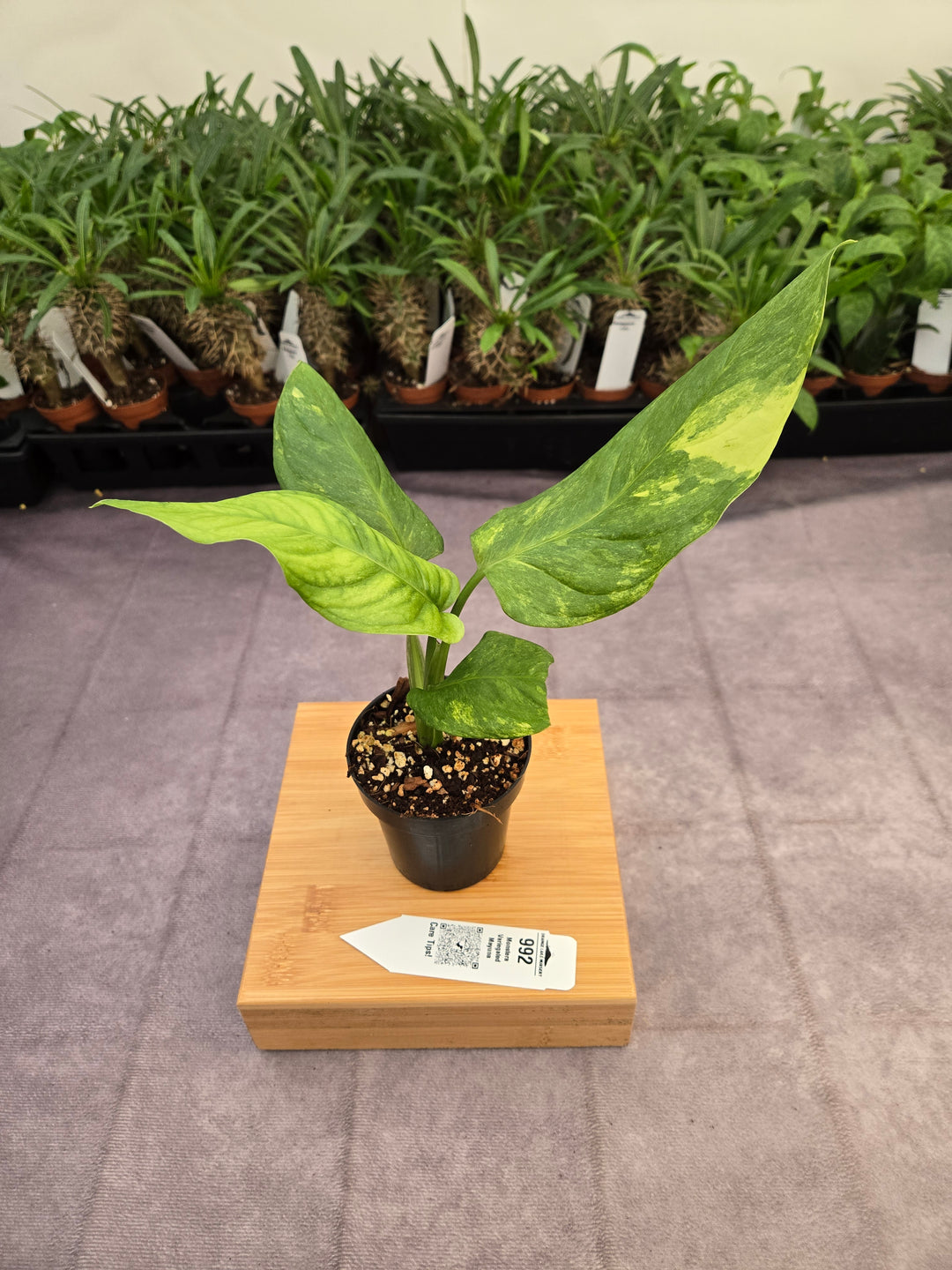 Monstera Variegated Mayuna  (3in)- 992