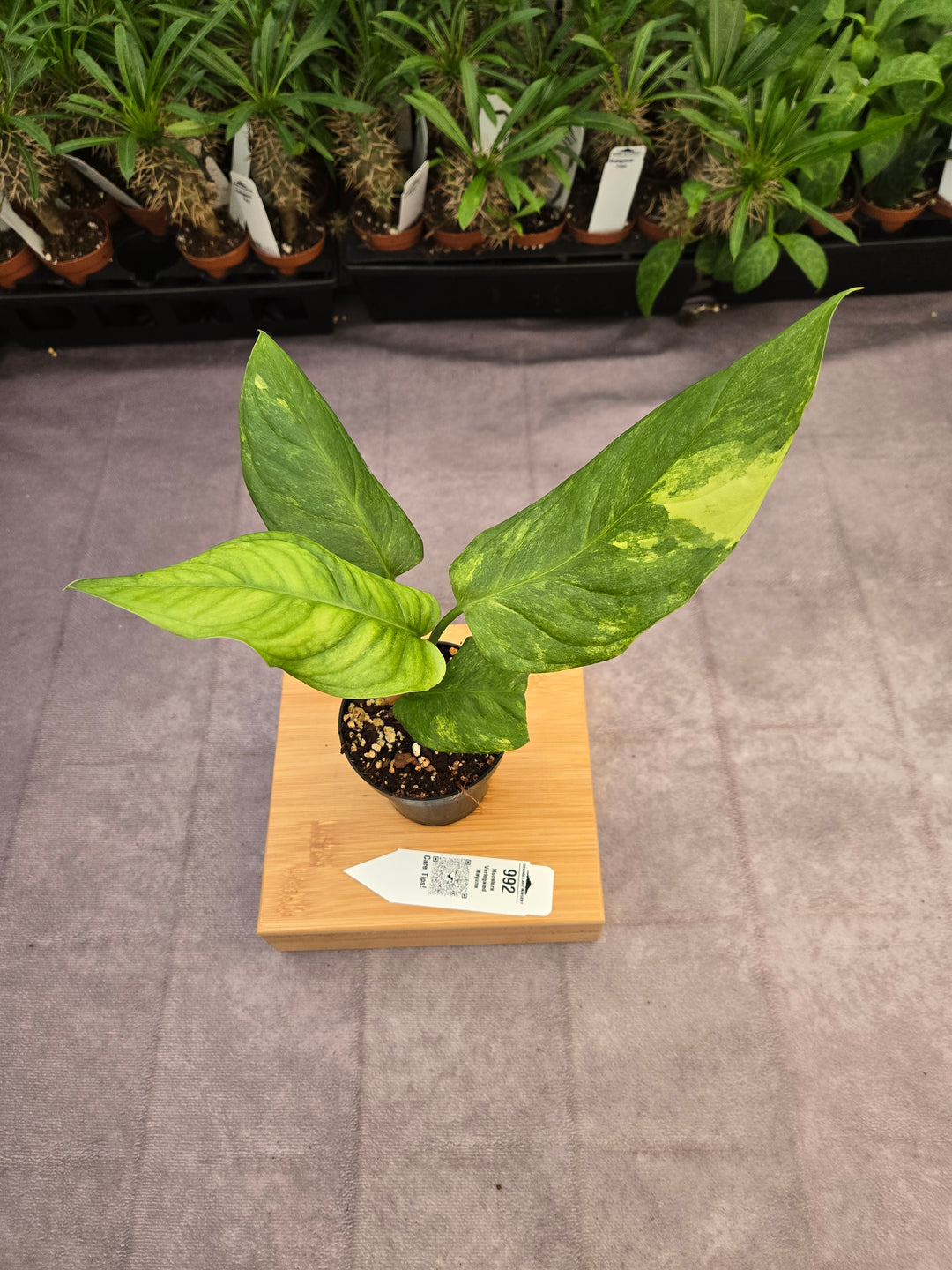 Monstera Variegated Mayuna  (3in)- 992