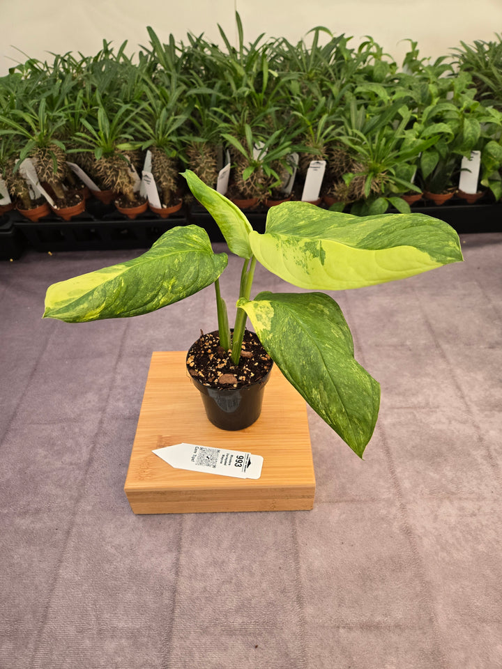 Monstera Variegated Mayuna  (3in)- 993
