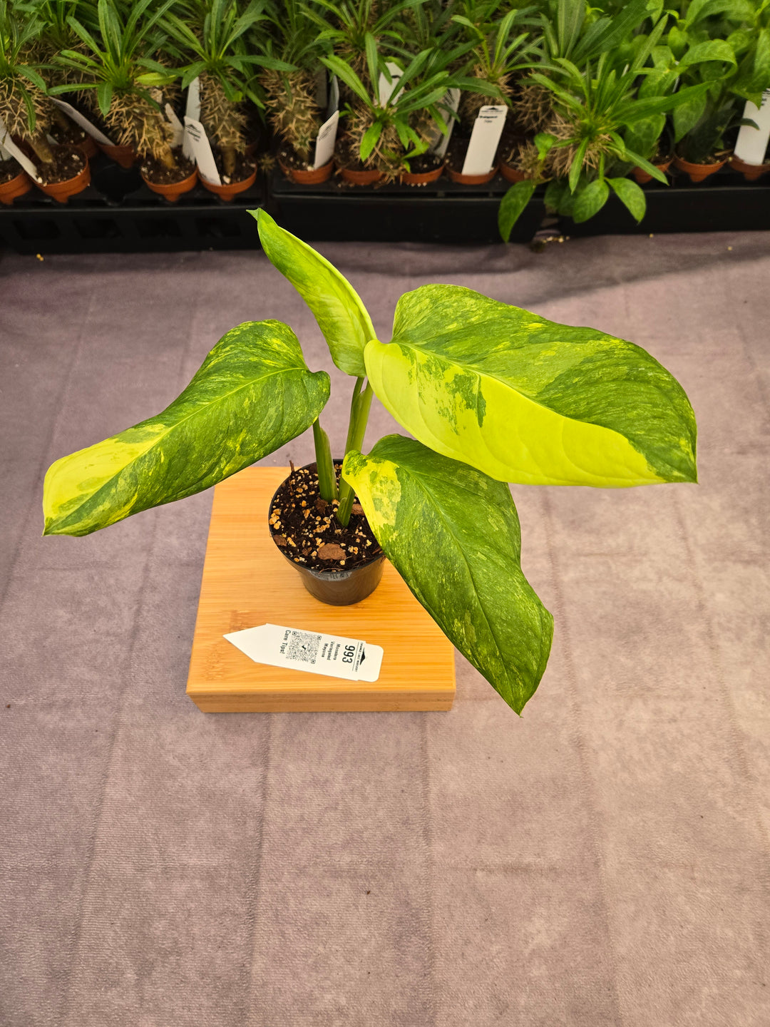 Monstera Variegated Mayuna  (3in)- 993