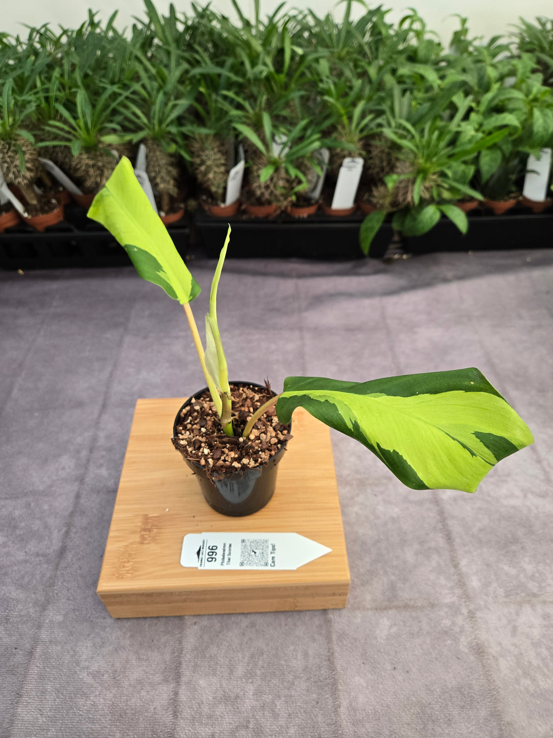 Philodendron Thai Sunrise (3in)-996