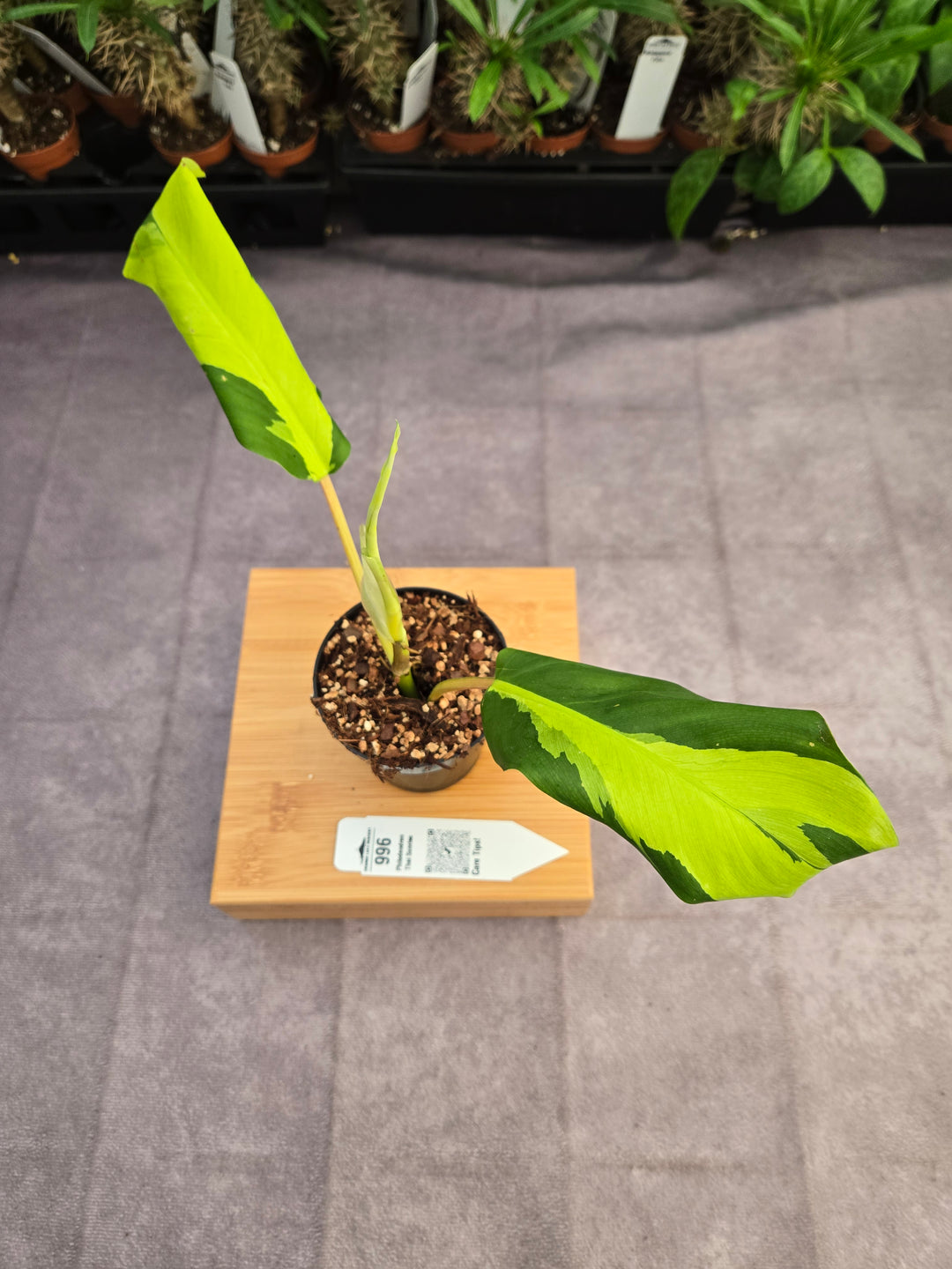 Philodendron Thai Sunrise (3in)-996