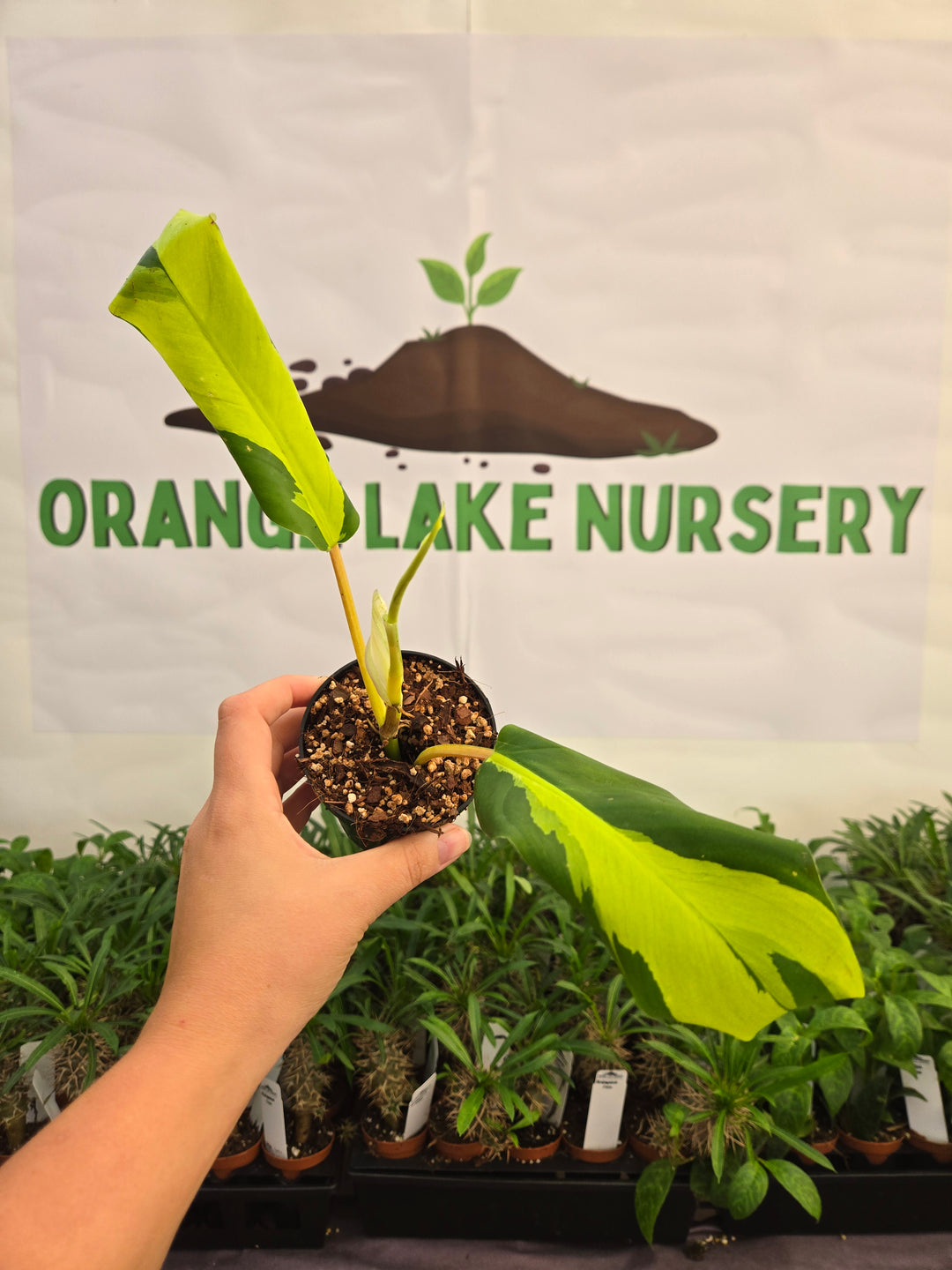 Philodendron Thai Sunrise (3in)-996