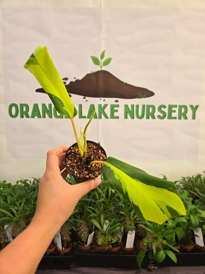 Philodendron Thai Sunrise (3in)-996