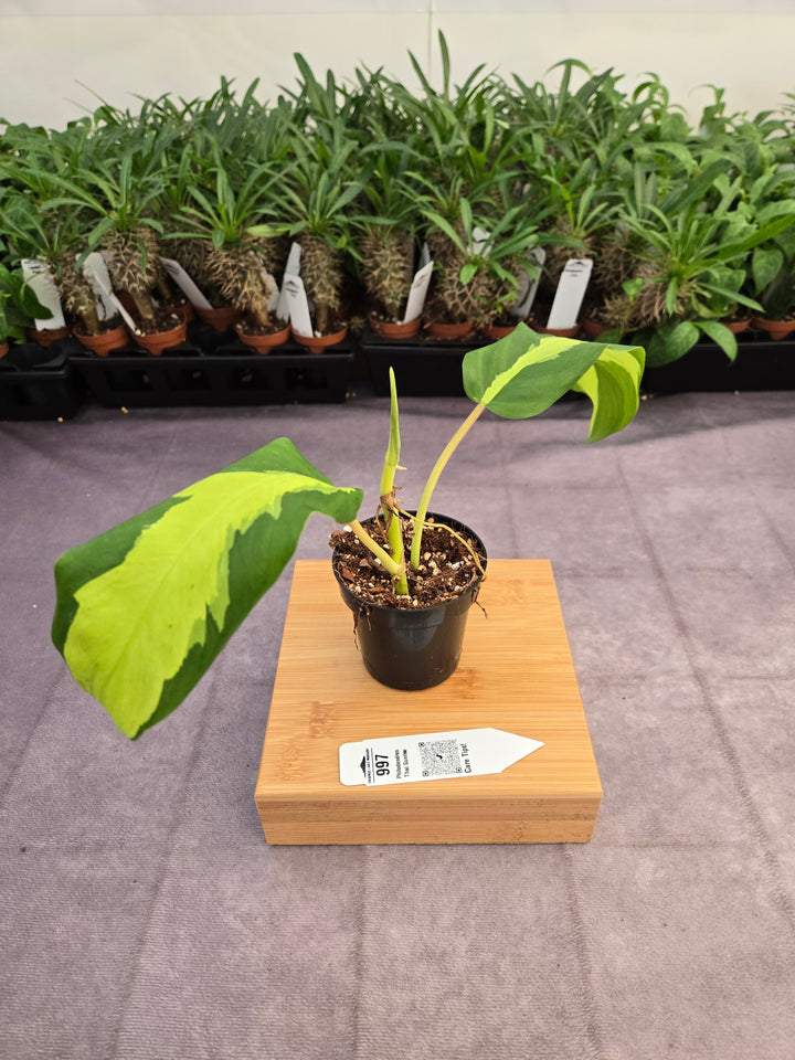 Philodendron Thai Sunrise (3in)-997