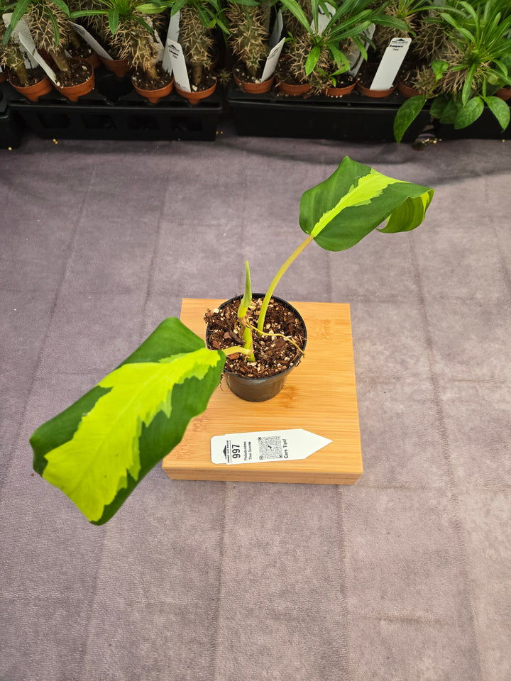 Philodendron Thai Sunrise (3in)-997