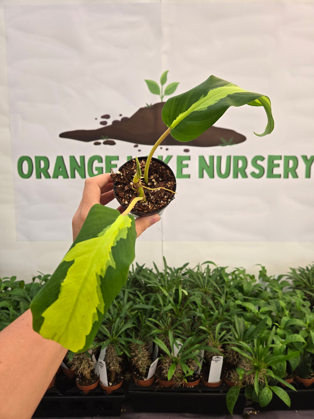 Philodendron Thai Sunrise (3in)-997