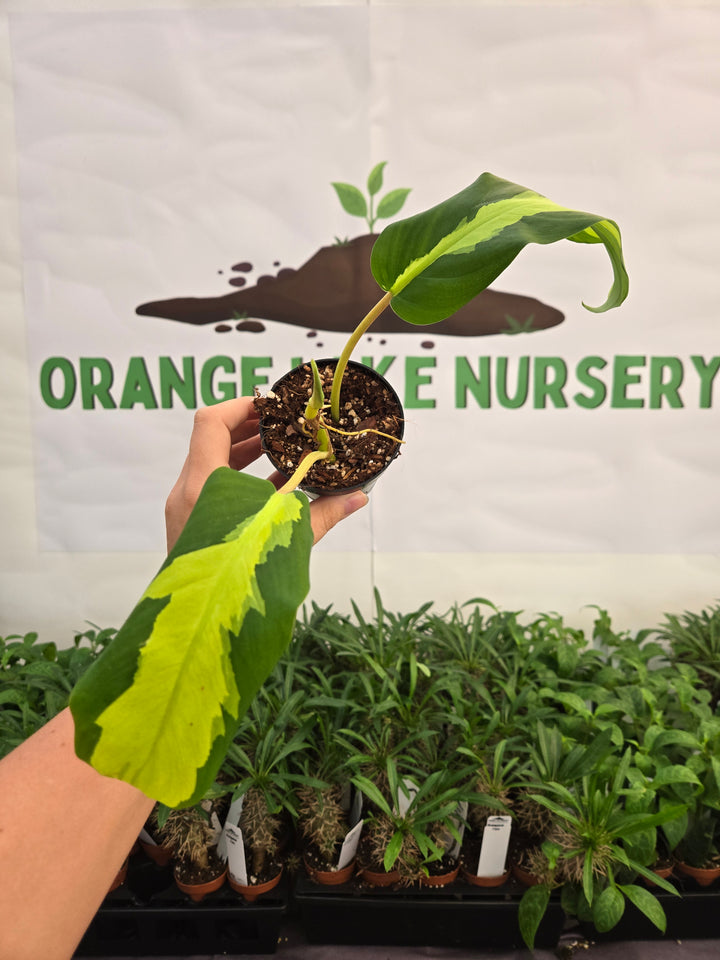 Philodendron Thai Sunrise (3in)-997