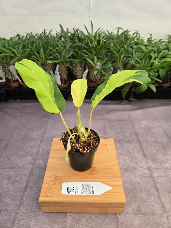 Philodendron Thai Sunrise (3in)-998