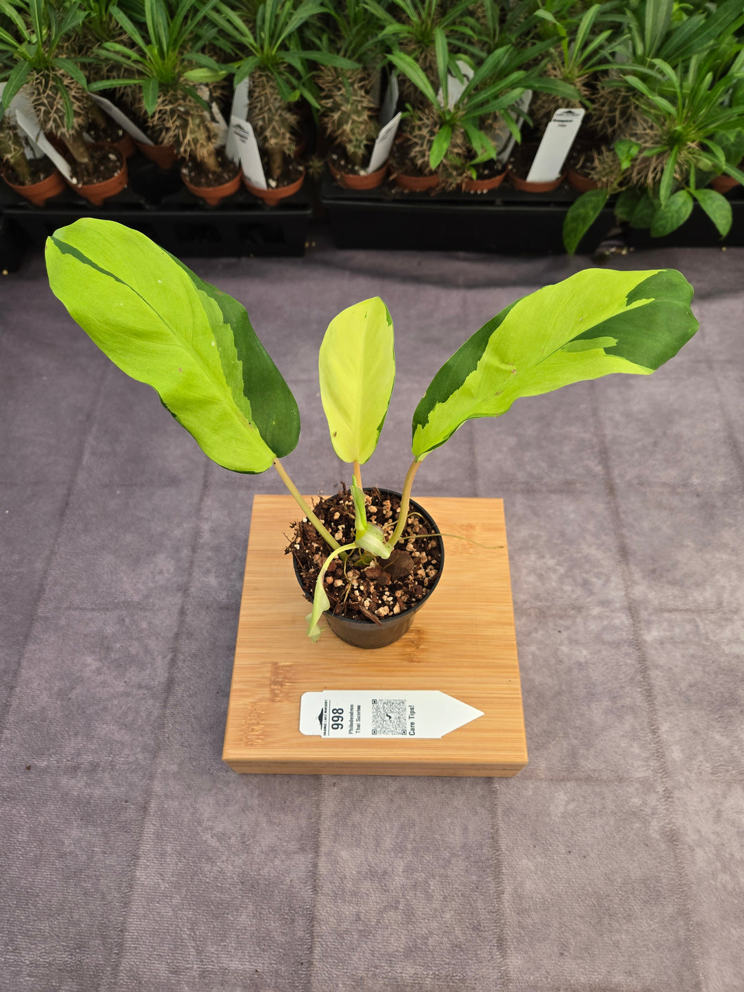 Philodendron Thai Sunrise (3in)-998