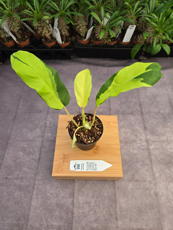 Philodendron Thai Sunrise (3in)-998