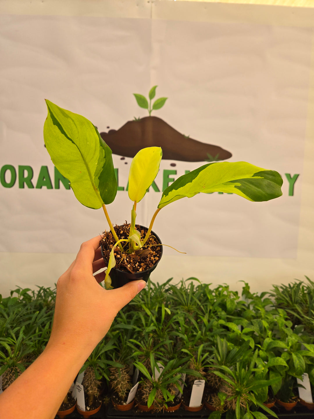 Philodendron Thai Sunrise (3in)-998