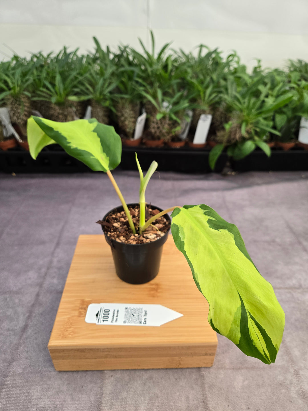 Philodendron Thai Sunrise (3in)-1000